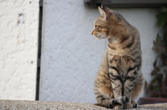 野良猫