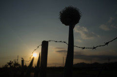 夕日を見つめて