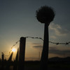 夕日を見つめて