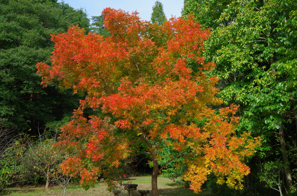 紅葉