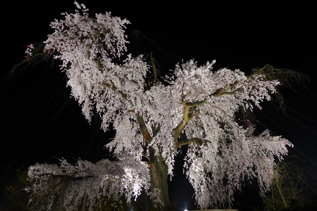 京都「円山公園」の祇園枝垂桜