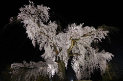 京都「円山公園」の祇園枝垂桜