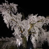 京都「円山公園」の祇園枝垂桜