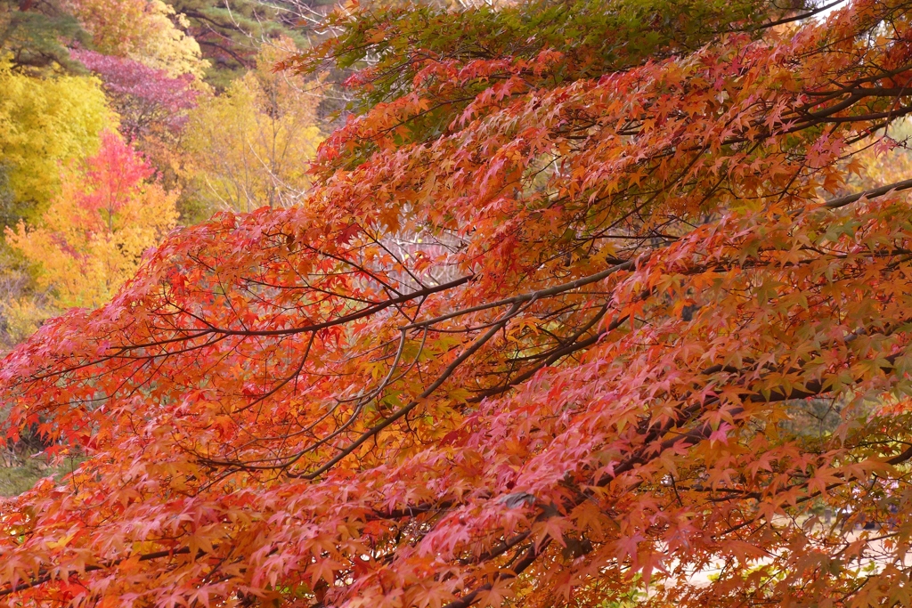 神戸森林植物園