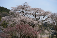 又兵衛桜