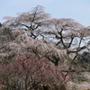 又兵衛桜