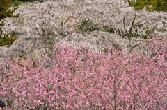 又兵衛桜