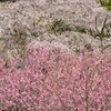 又兵衛桜