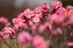 荒山公園（梅花）