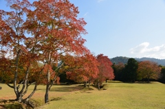 奈良公園の紅葉