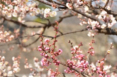 大阪城公園