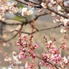 大阪城公園