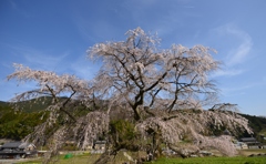 又兵衛桜
