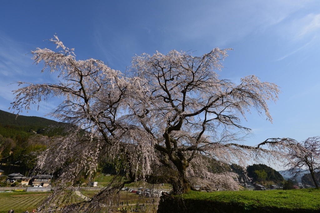 又兵衛桜
