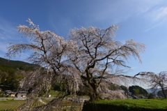 又兵衛桜