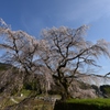 又兵衛桜