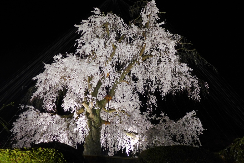 京都「円山公園」の祇園枝垂桜