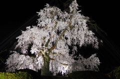 京都「円山公園」の祇園枝垂桜