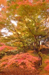 神戸森林植物園