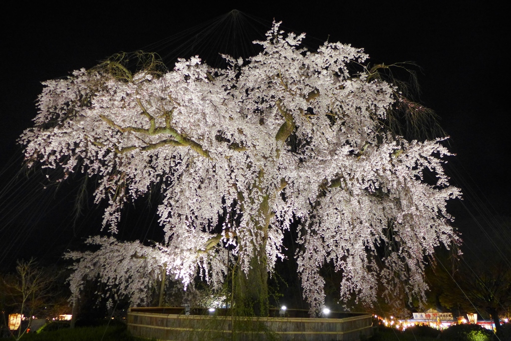 京都「円山公園」の祇園枝垂桜
