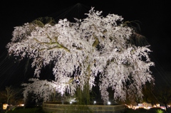 京都「円山公園」の祇園枝垂桜