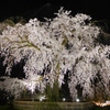 京都「円山公園」の祇園枝垂桜