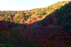 大阪府「箕面公園」
