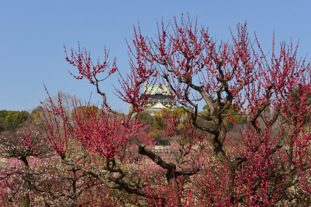 大阪城公園