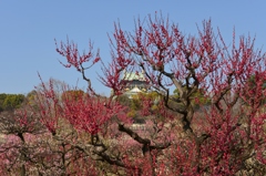 大阪城公園