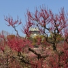 大阪城公園