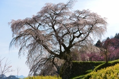 又兵衛桜