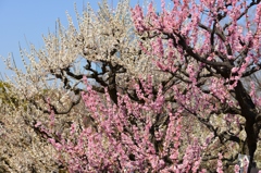 大阪城公園