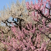 大阪城公園