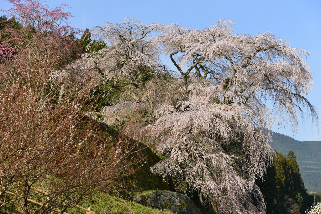 又兵衛桜