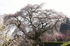 又兵衛桜