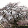 又兵衛桜