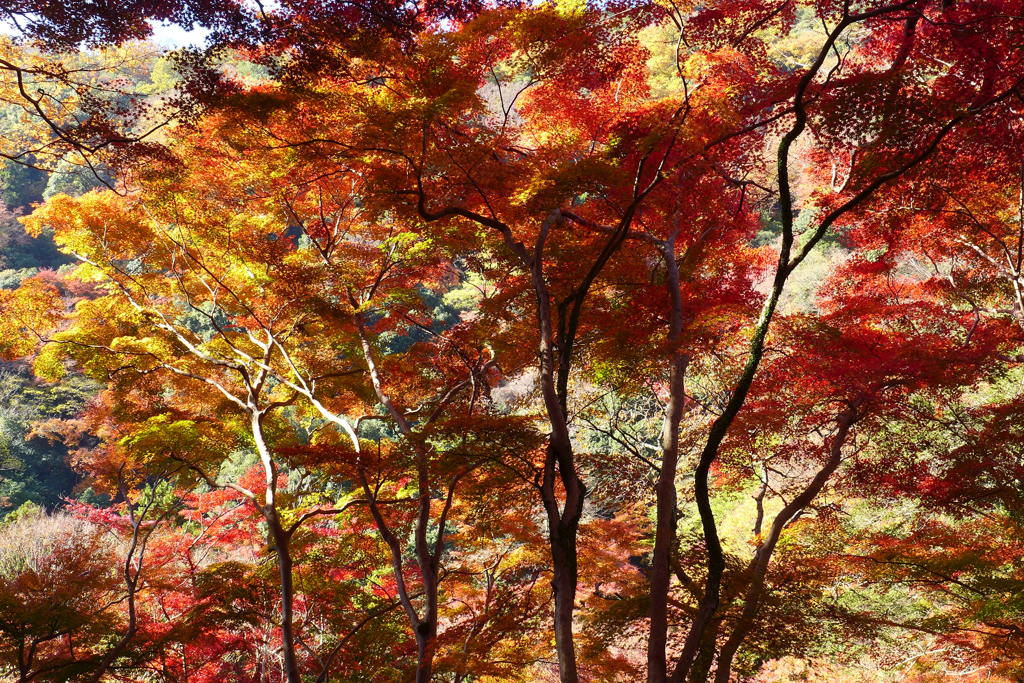 大阪府「箕面公園」