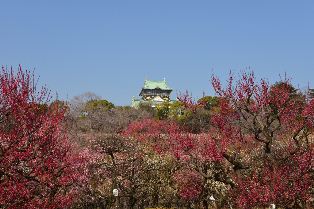 大阪城公園