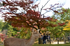 奈良公園