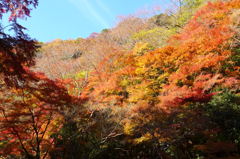 大阪府「箕面公園」