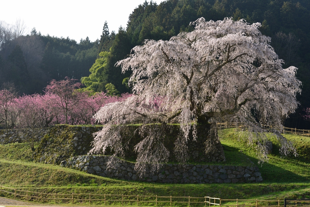 又兵衛桜
