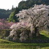 又兵衛桜