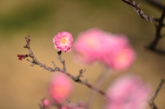 荒山公園（梅花）