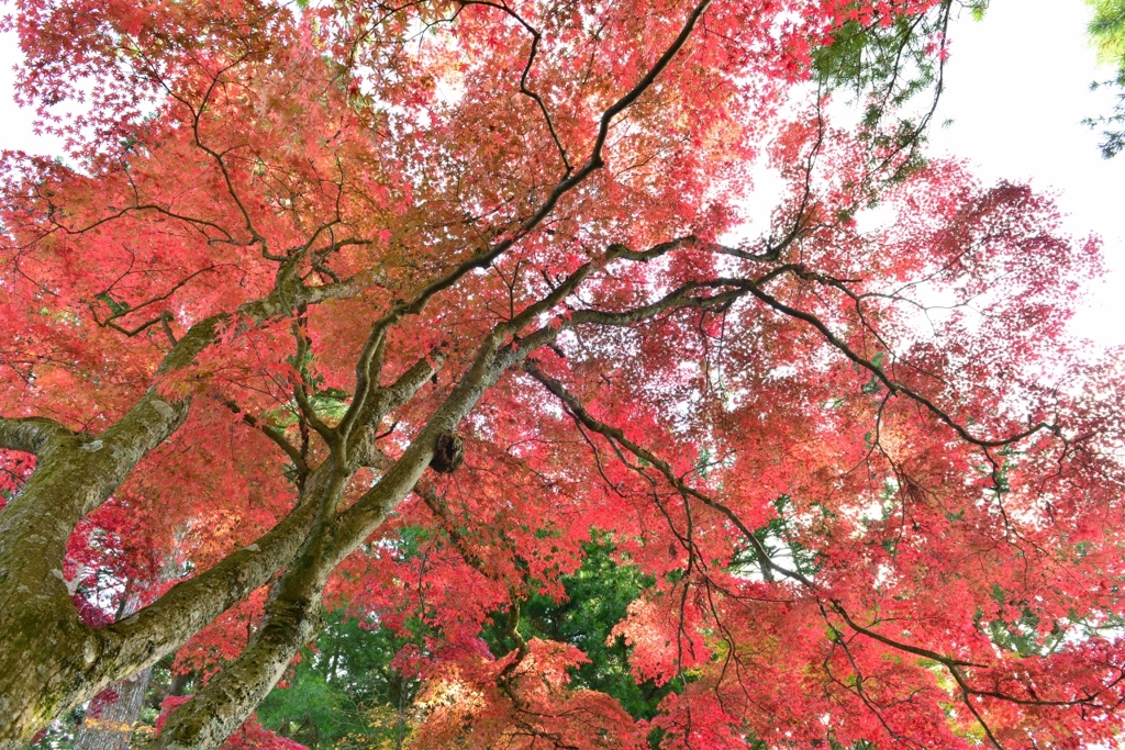 高野山の紅葉
