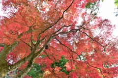 高野山の紅葉