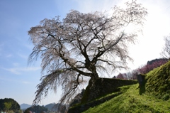 又兵衛桜
