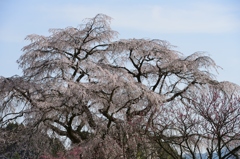 又兵衛桜