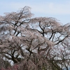 又兵衛桜