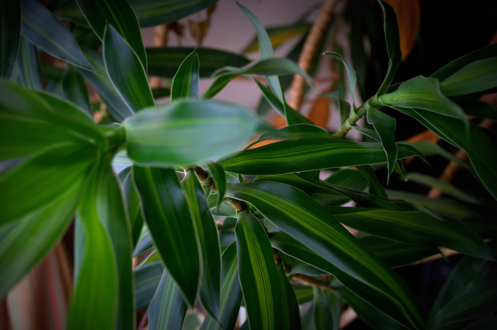 部屋の中に森。