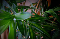 部屋の中に森。